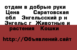 отдам в добрые руки › Цена ­ 0 - Саратовская обл., Энгельсский р-н, Энгельс г. Животные и растения » Кошки   